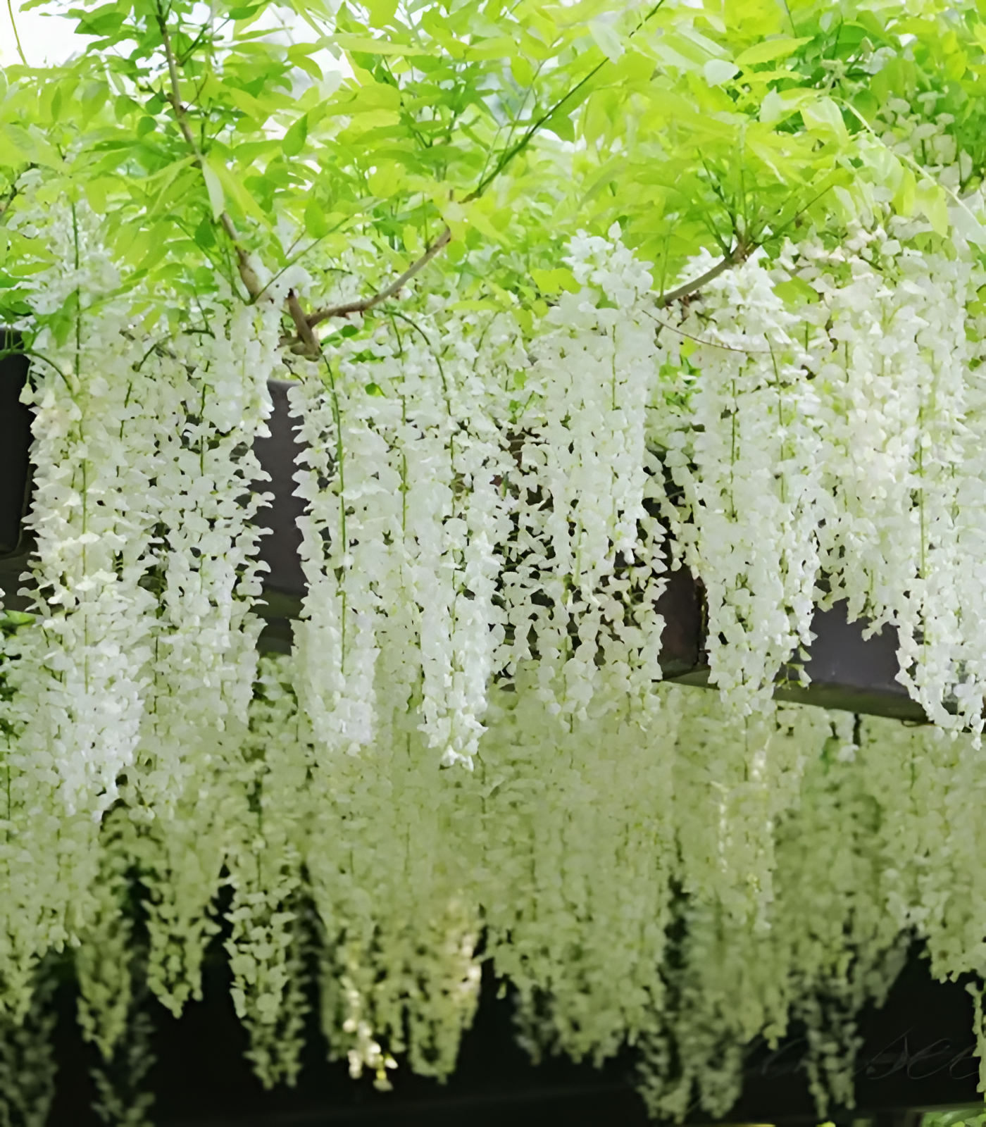 🌸Wisteria - A beleza em cascata do jardim o ano todo
