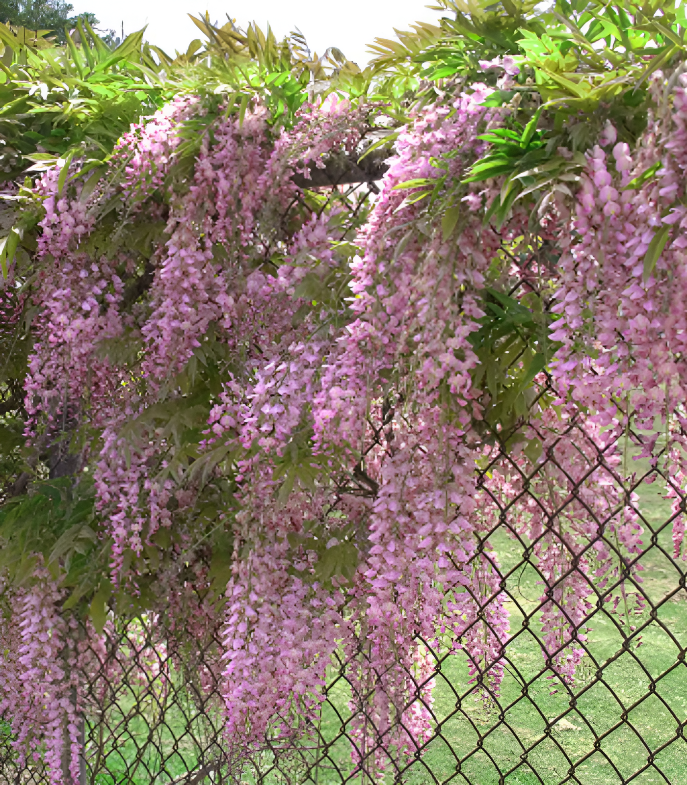 🌸Wisteria - A beleza em cascata do jardim o ano todo