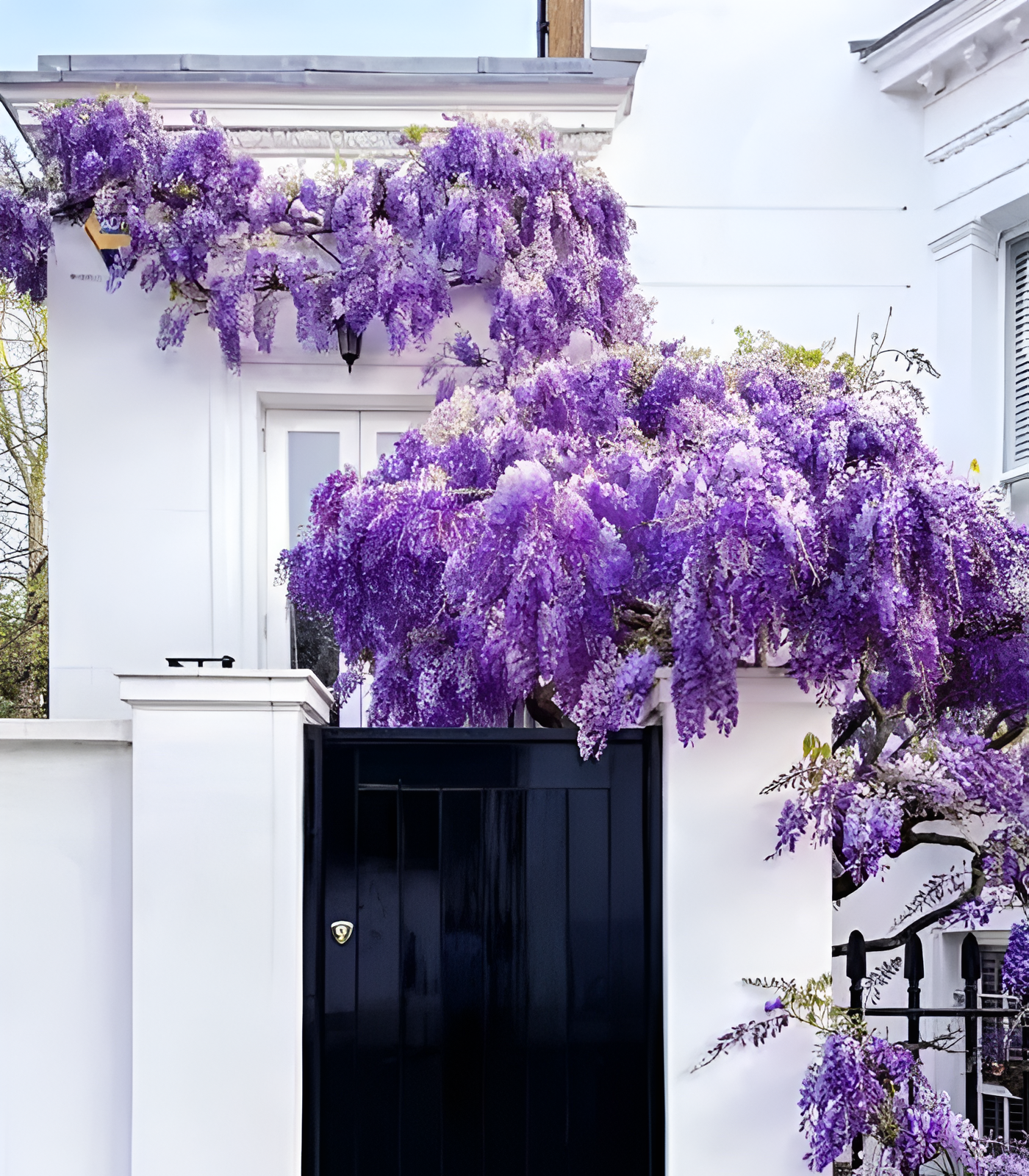 🌸Wisteria - A beleza em cascata do jardim o ano todo