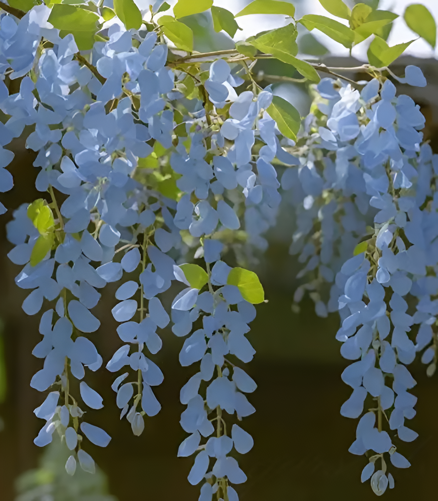 🌸Wisteria - A beleza em cascata do jardim o ano todo