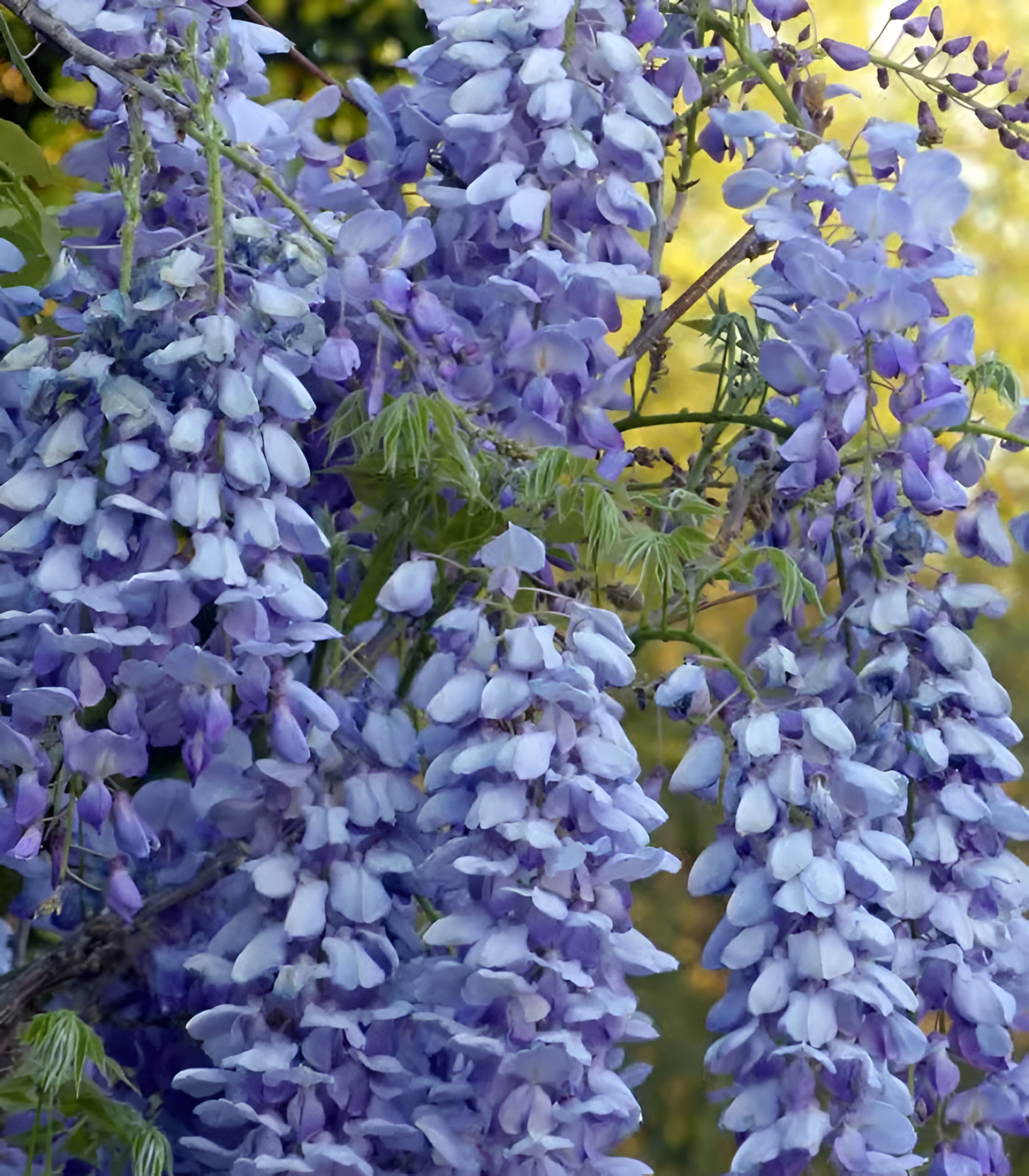 🌸Wisteria - A beleza em cascata do jardim o ano todo