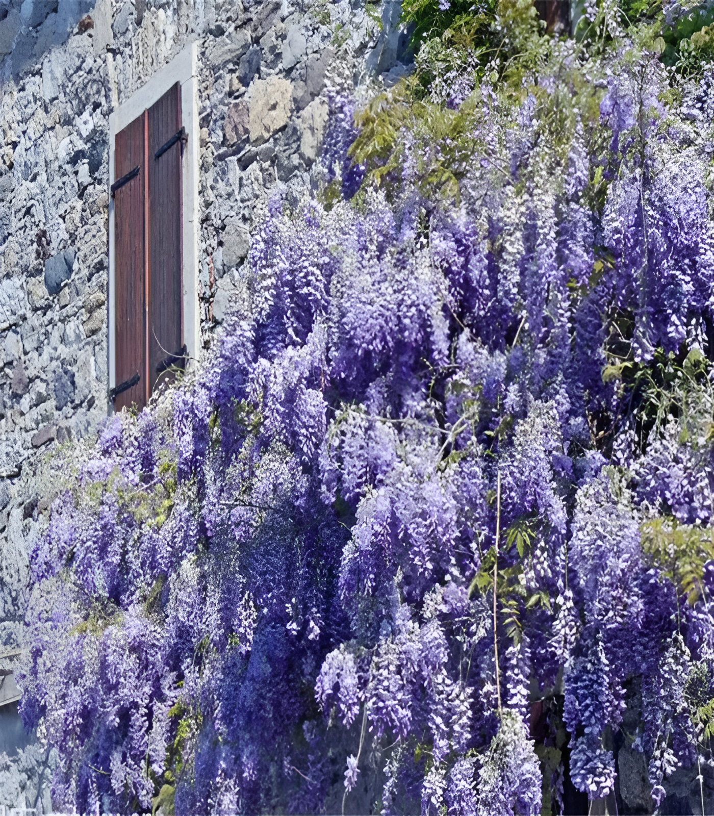 🌸Wisteria - A beleza em cascata do jardim o ano todo