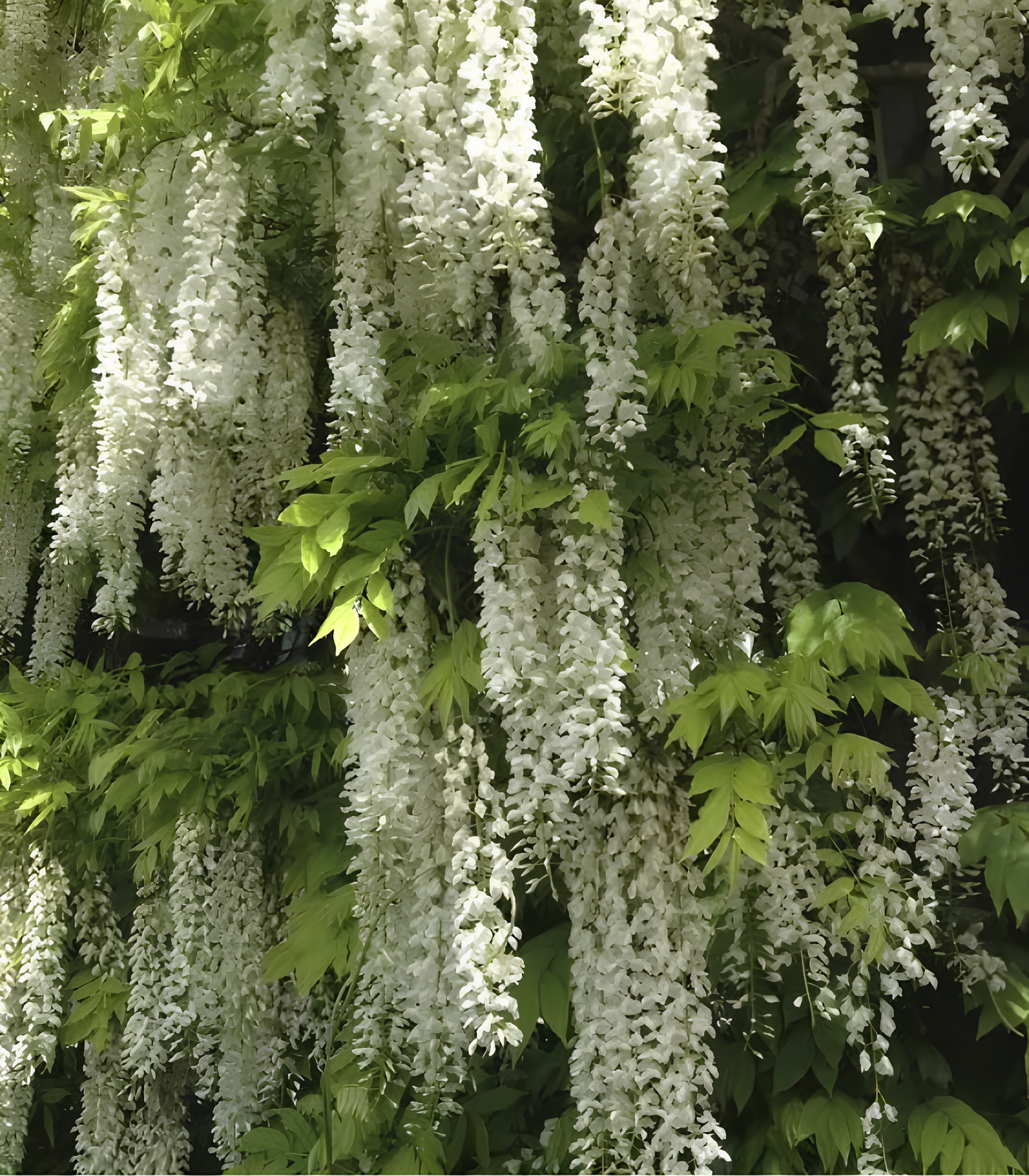 🌸Wisteria - A beleza em cascata do jardim o ano todo