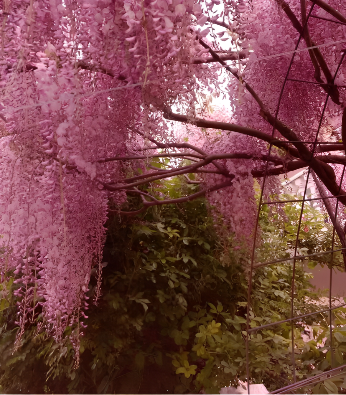 🌸Wisteria - A beleza em cascata do jardim o ano todo