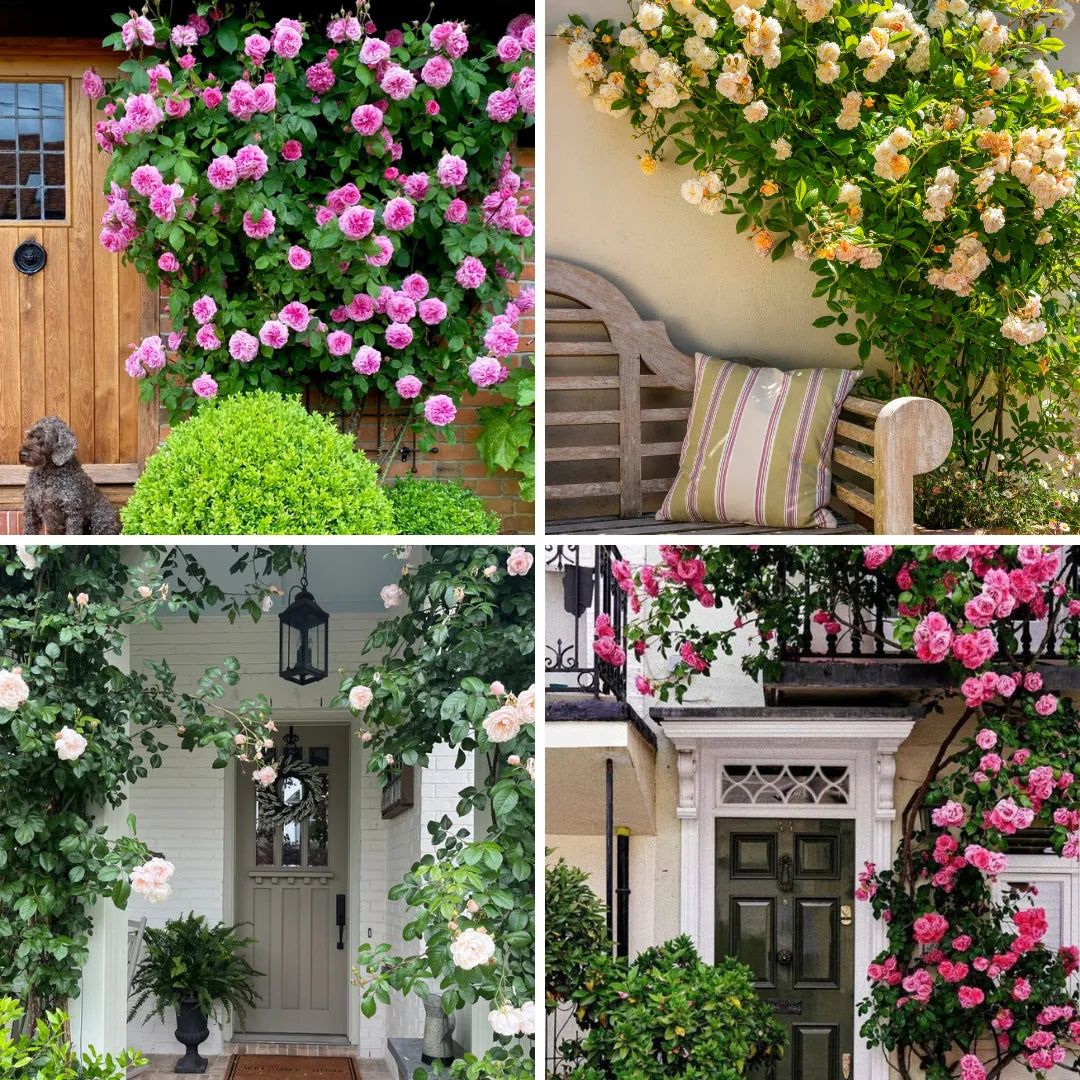 Sementes Selecionadas De Rosas Trepadeiras Com Cores Variadas 300 unidades