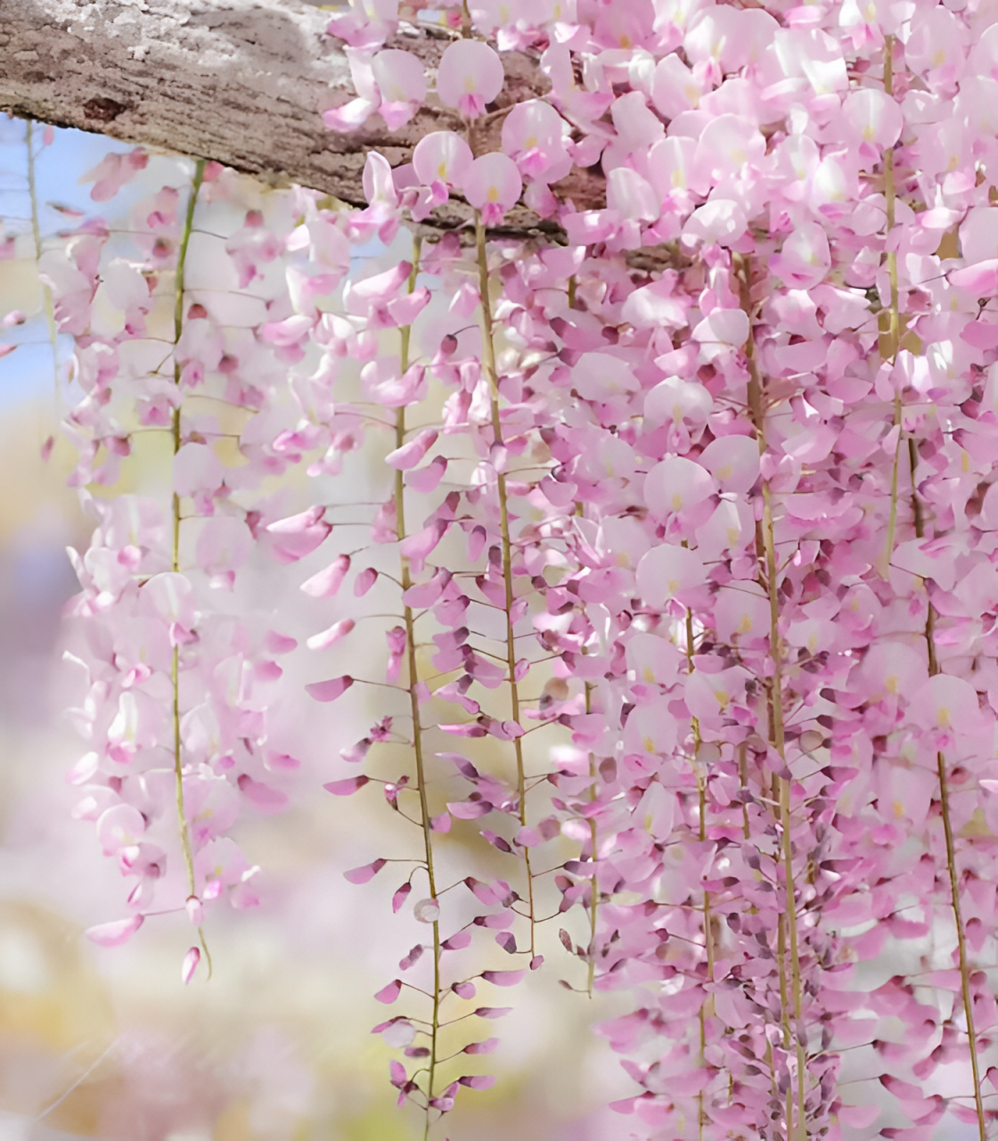 🌸Wisteria - A beleza em cascata do jardim o ano todo