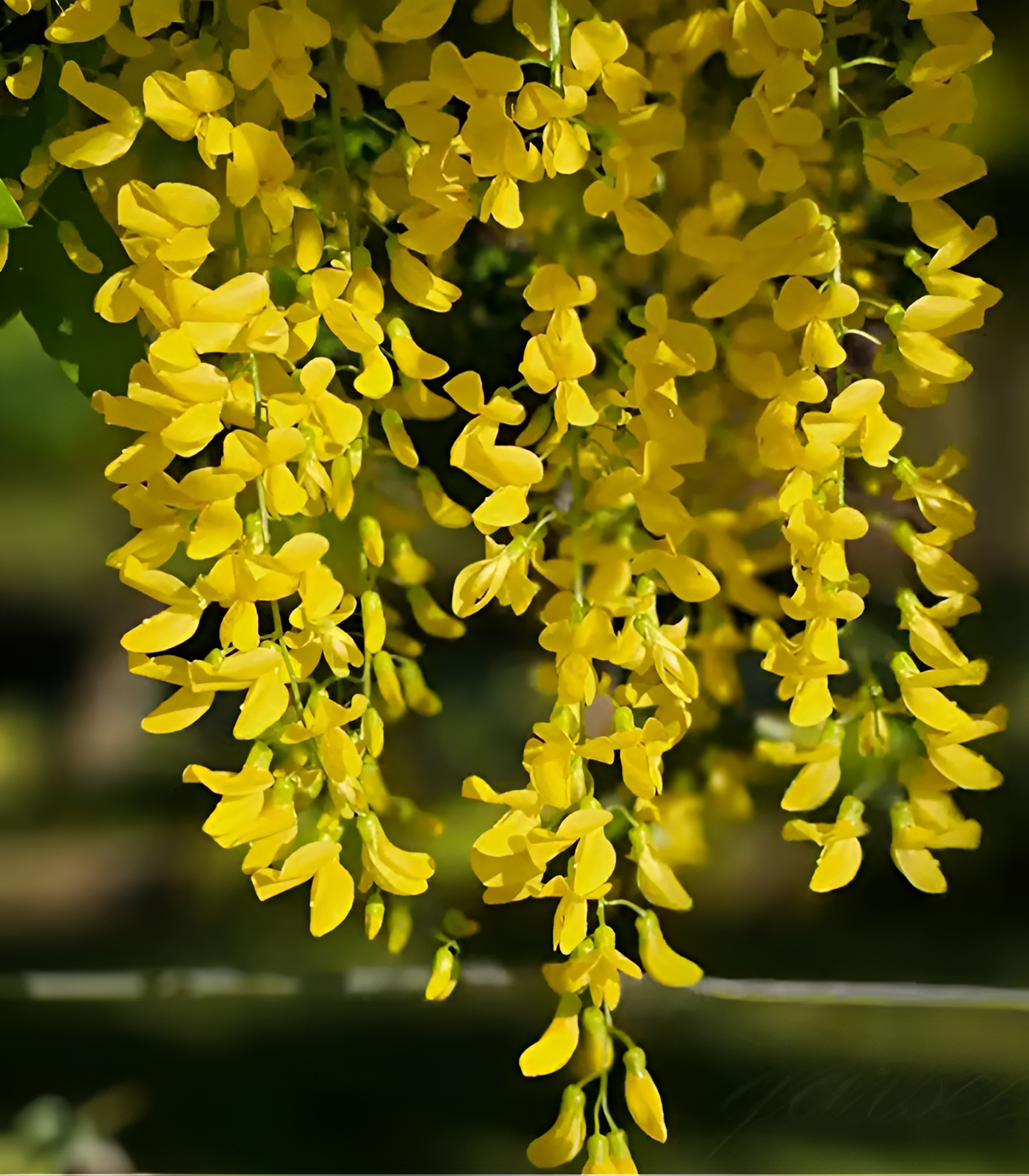 🌸Wisteria - A beleza em cascata do jardim o ano todo