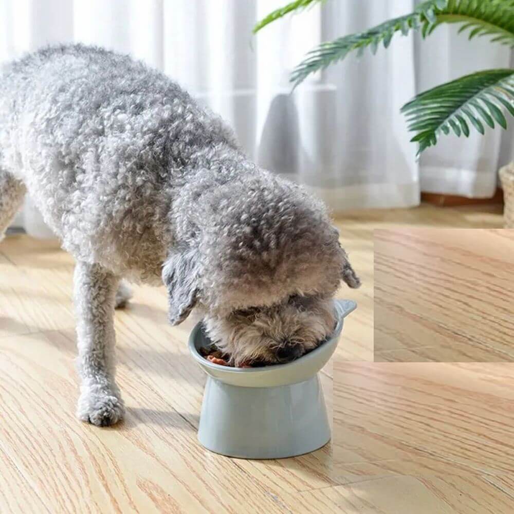 Comedouro Elevado e Ergonômico para Gatos - Bebedouro Integrado