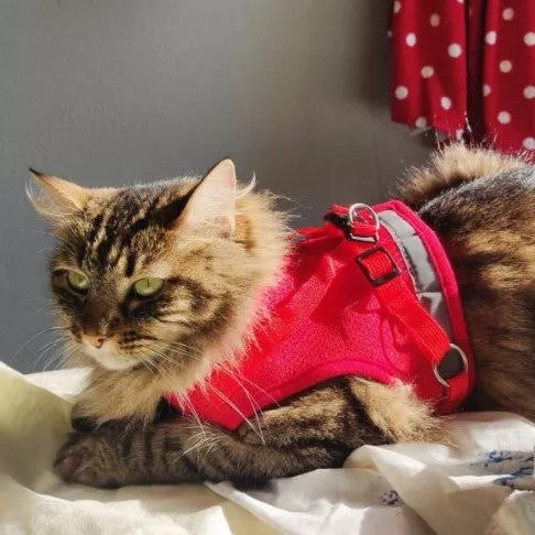 Peitoral Ajustável para Gatos com Guia Inclusa - Conforto e Segurança