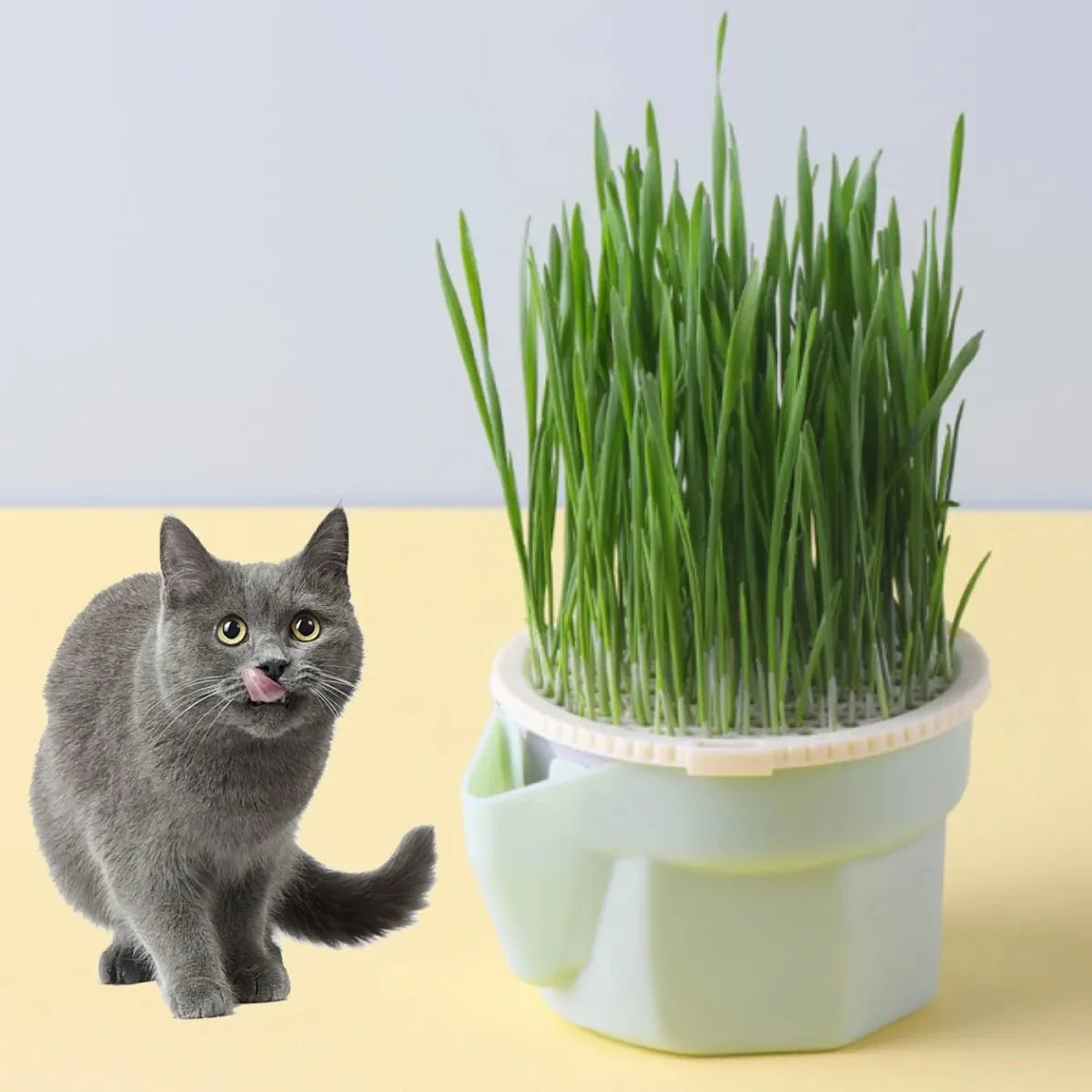 Vaso de Grama Natural para Gatos - Cat Grass Planter