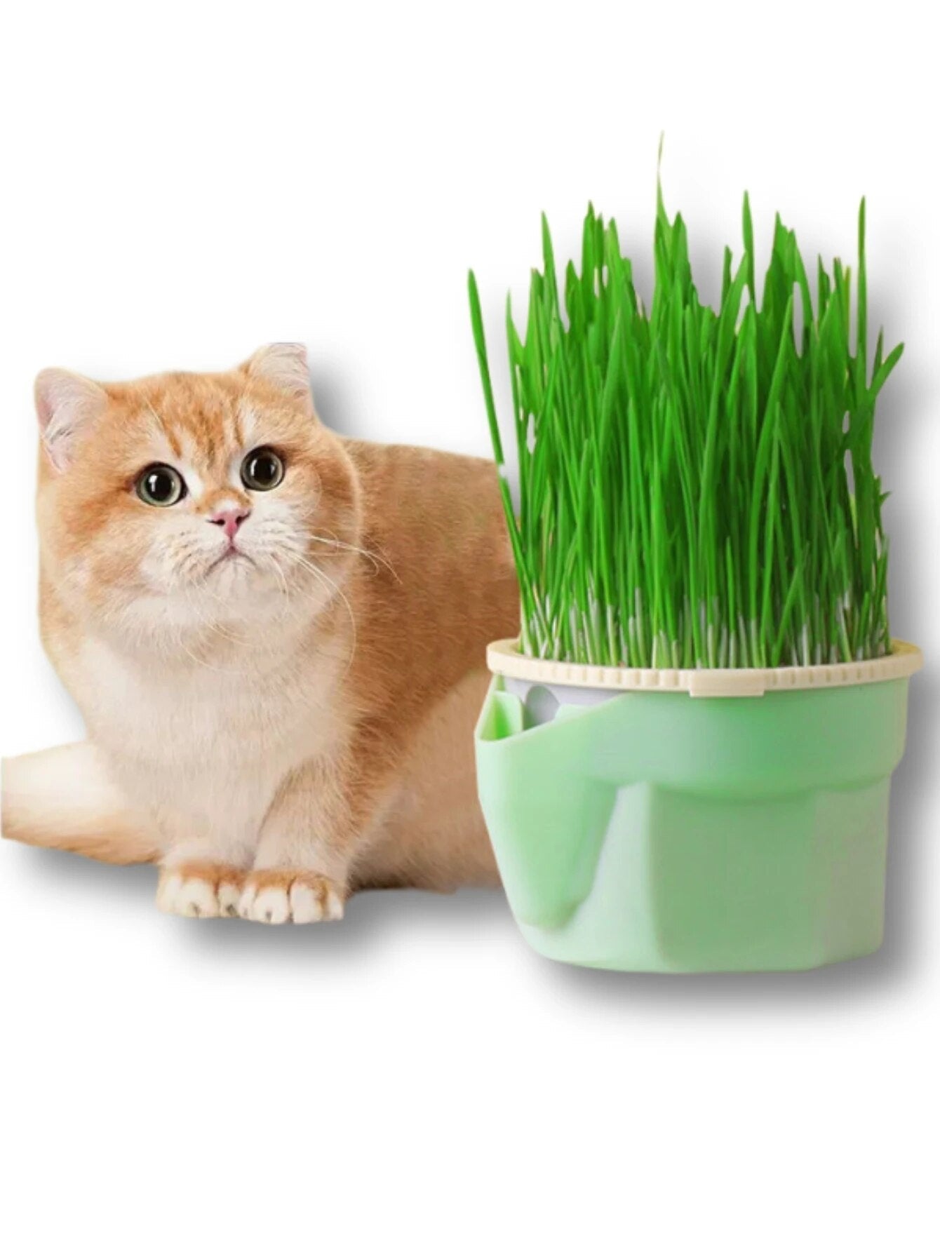 Vaso de Grama Natural para Gatos - Cat Grass Planter
