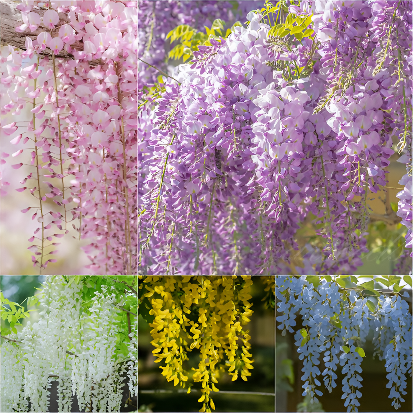 🌸Wisteria - A beleza em cascata do jardim o ano todo