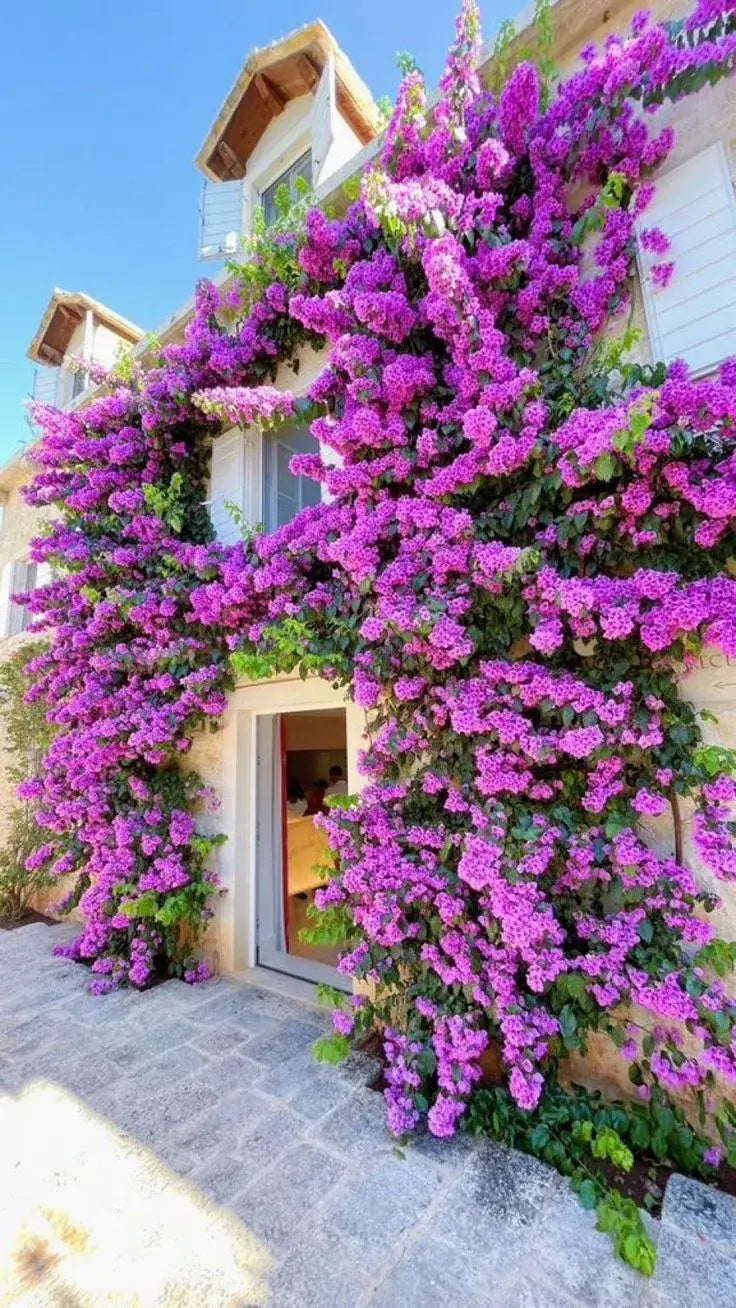 300 Sementes Selecionadas De Rosas Trepadeiras Com Cores Variadas + BRINDE Curso de Jardinagem