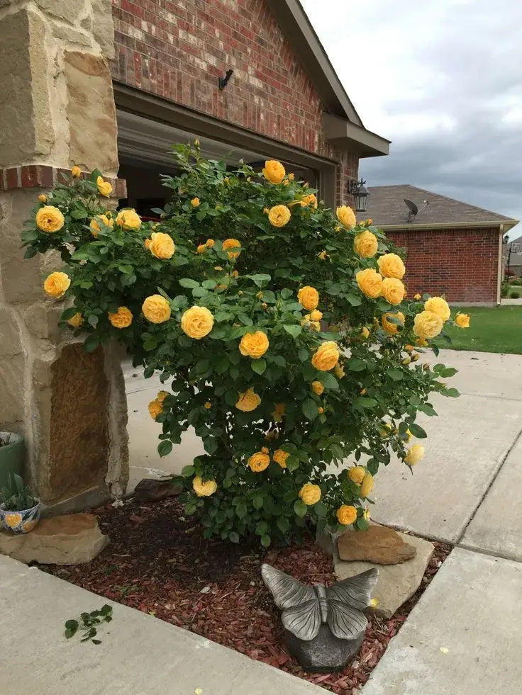 300 Sementes Selecionadas De Rosas Trepadeiras Com Cores Variadas + BRINDE Curso de Jardinagem