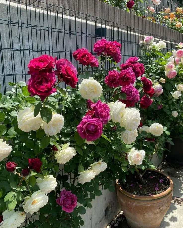 Sementes Selecionadas De Rosas Trepadeiras Com Cores Variadas 300 unidades