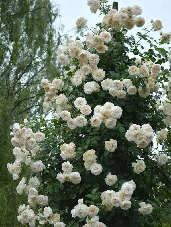 300 Sementes Selecionadas De Rosas Trepadeiras Com Cores Variadas + BRINDE Curso de Jardinagem