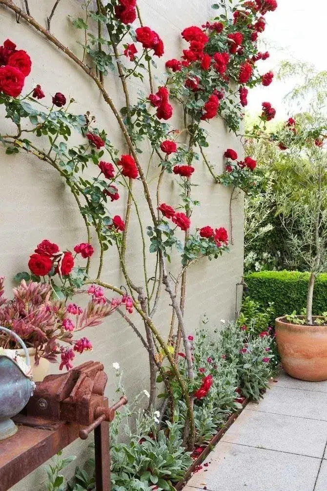 300 Sementes Selecionadas De Rosas Trepadeiras Com Cores Variadas + BRINDE Curso de Jardinagem