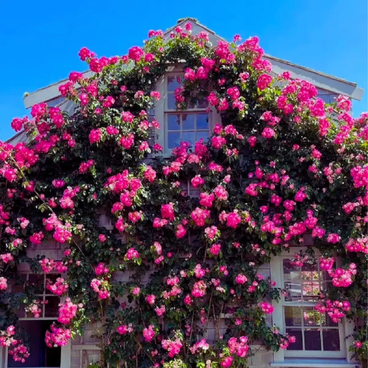 300 Sementes Selecionadas De Rosas Trepadeiras Com Cores Variadas + BRINDE Curso de Jardinagem