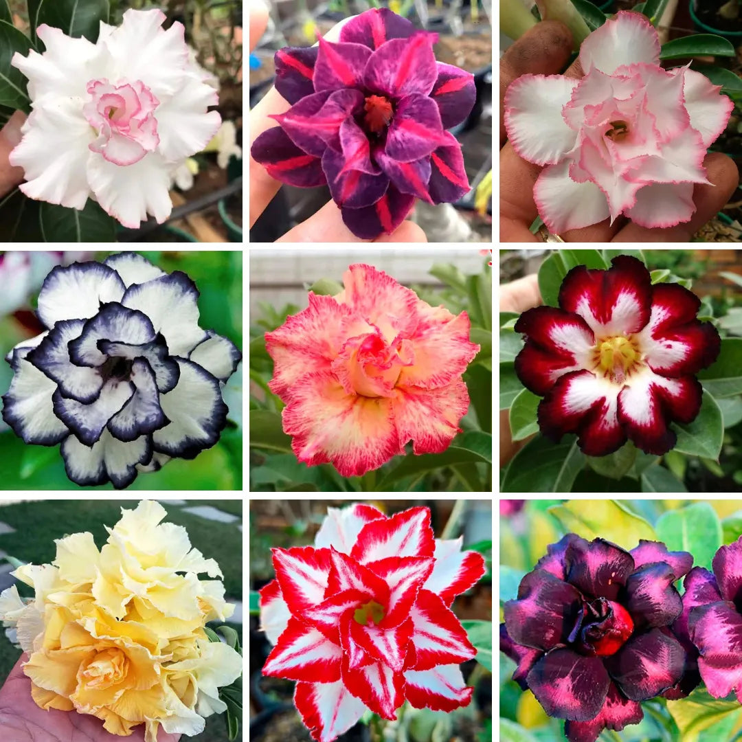Sementes de Rosa do Deserto Raras - Cores Variadas - Floração Prolongada