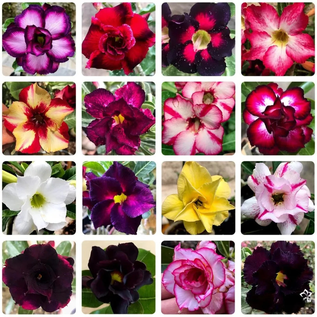 Sementes de Rosa do Deserto Raras - Cores Variadas - Floração Prolongada