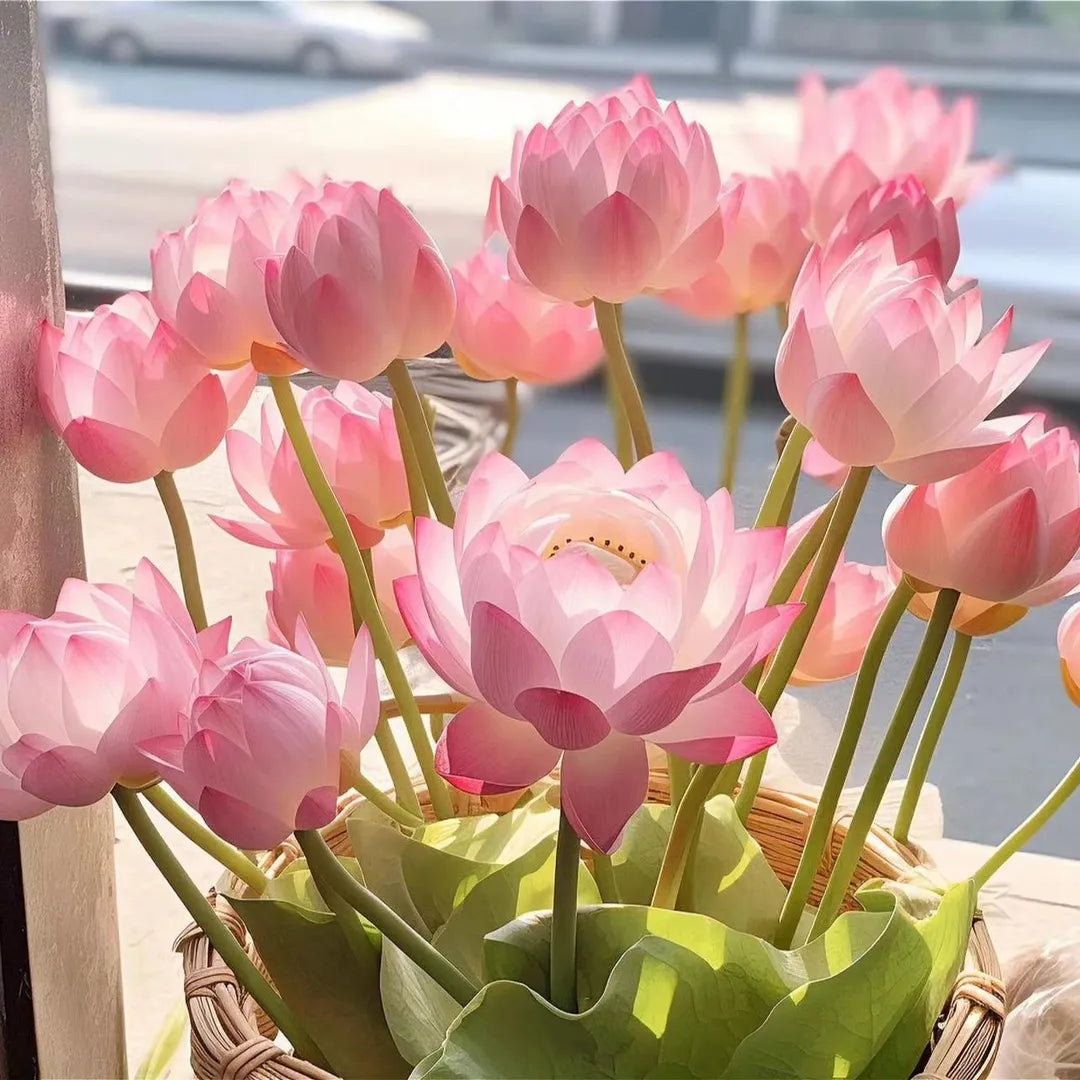 A Sagrada Flor de Lótus 💐+ [BRINDE ESPECIAL]