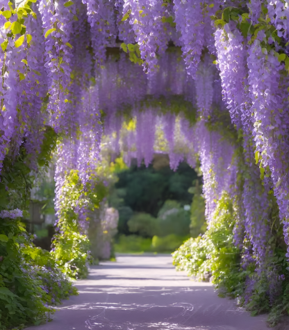 Sementes de Glicínia Wisteria – Trepadeira Ornamental