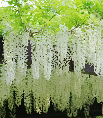 Sementes de Glicínia Wisteria – Trepadeira Ornamental