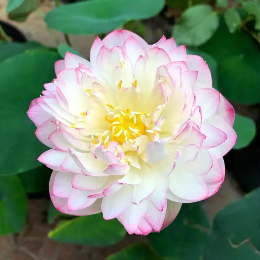 A Sagrada Flor de Lótus 💐+ [BRINDE ESPECIAL]