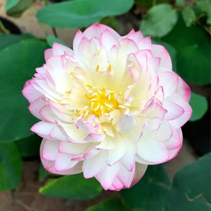 A Sagrada Flor de Lótus 💐+ [BRINDE ESPECIAL]