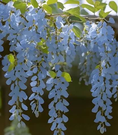 Sementes de Glicínia Wisteria – Trepadeira Ornamental