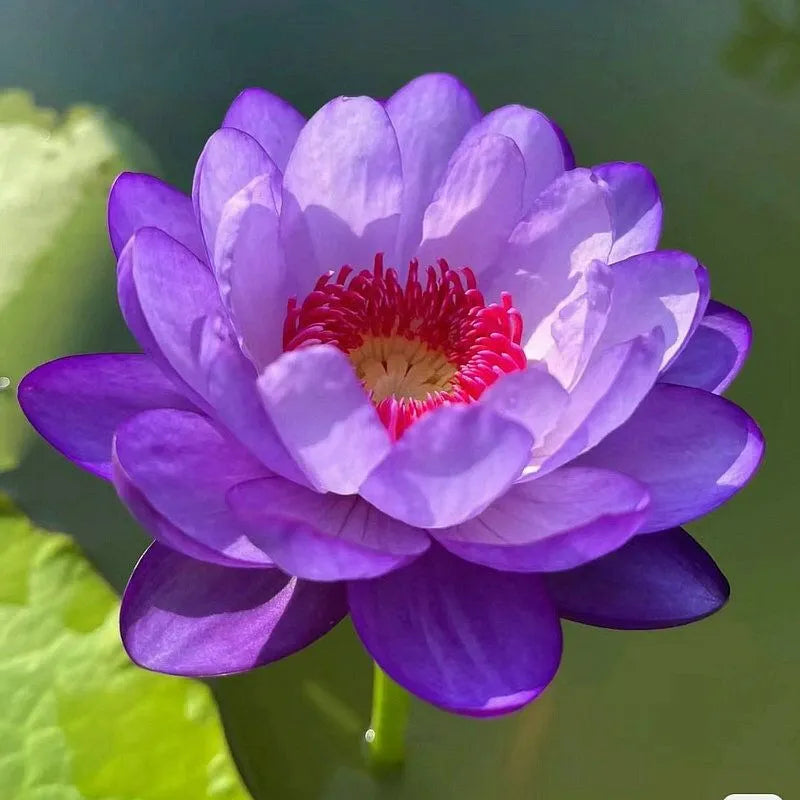 A Sagrada Flor de Lótus 💐+ [BRINDE ESPECIAL]