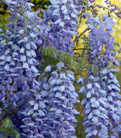 Sementes de Glicínia Wisteria – Trepadeira Ornamental