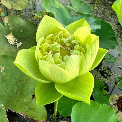 A Sagrada Flor de Lótus 💐+ [BRINDE ESPECIAL]