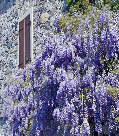 Sementes de Glicínia Wisteria – Trepadeira Ornamental