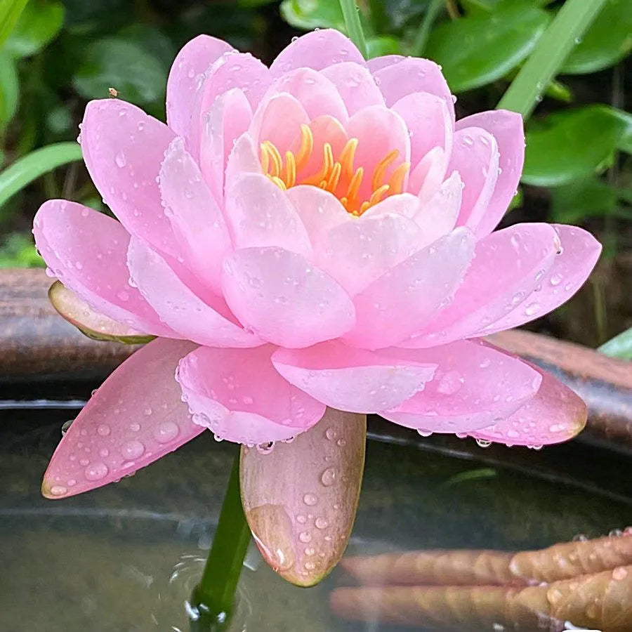 A Sagrada Flor de Lótus 💐+ [BRINDE ESPECIAL]