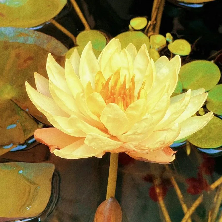 A Sagrada Flor de Lótus 💐+ [BRINDE ESPECIAL]
