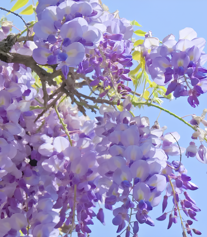 Sementes de Glicínia Wisteria – Trepadeira Ornamental