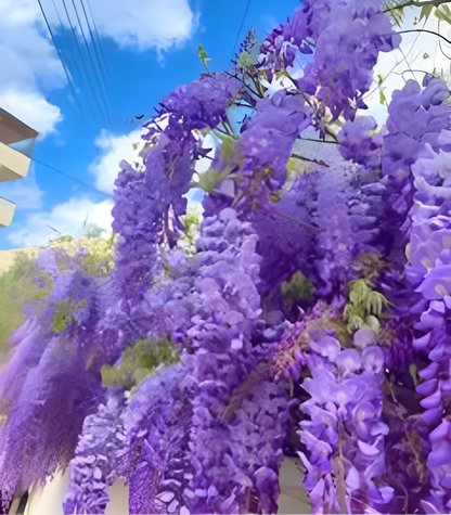 Sementes de Glicínia Wisteria – Trepadeira Ornamental