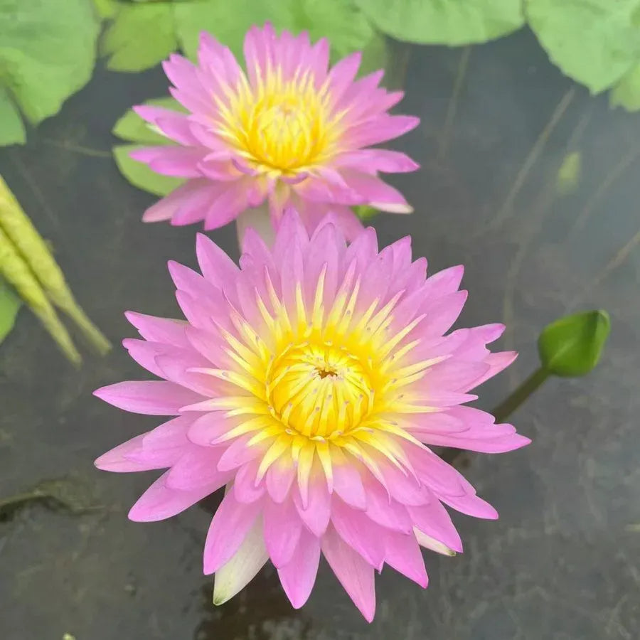 A Sagrada Flor de Lótus 💐+ [BRINDE ESPECIAL]