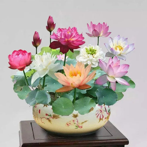 A Sagrada Flor de Lótus 💐+ [BRINDE ESPECIAL]