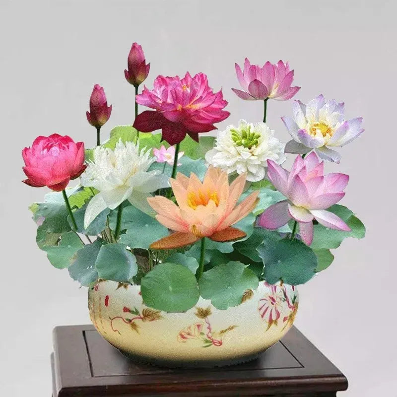A Sagrada Flor de Lótus Bonsai 💐+ [BRINDE ESPECIAL]