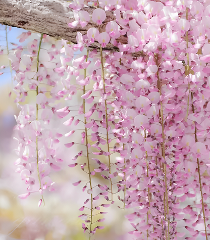 Sementes de Glicínia Wisteria – Trepadeira Ornamental