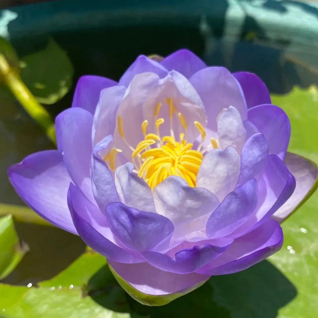 A Sagrada Flor de Lótus 💐+ [BRINDE ESPECIAL]