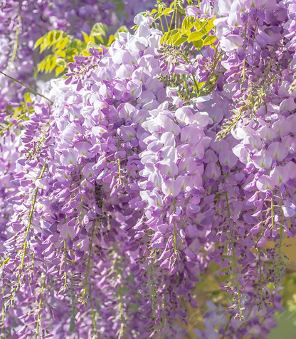Sementes de Glicínia Wisteria – Trepadeira Ornamental