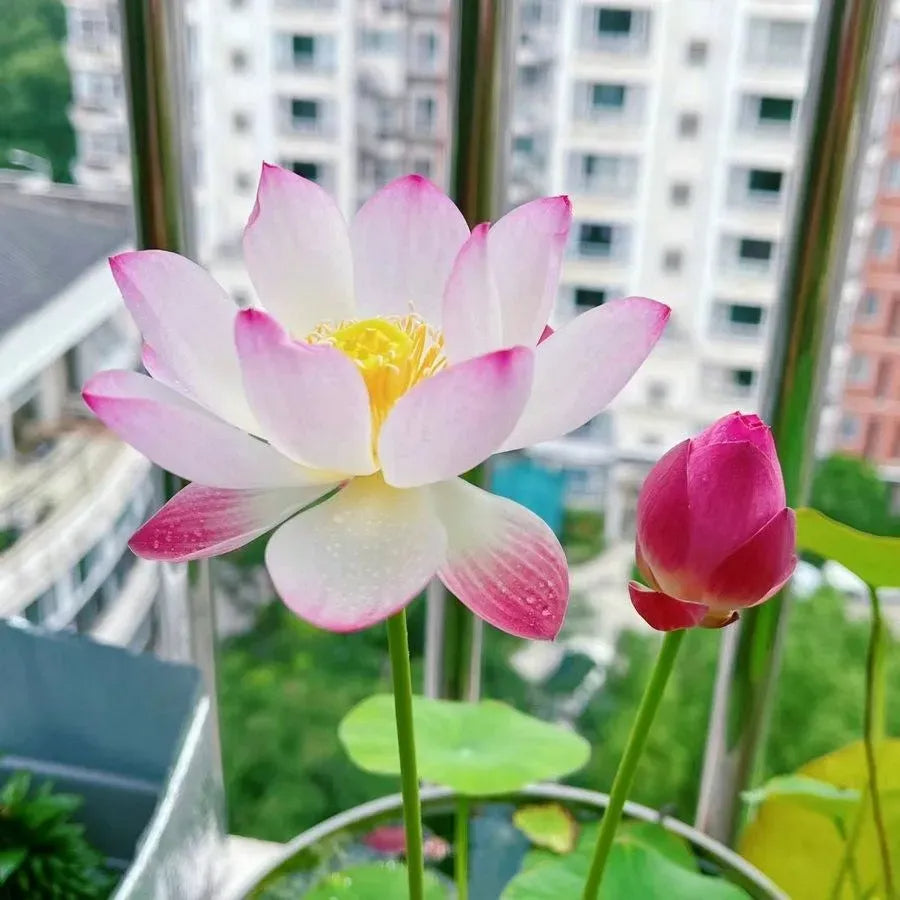 A Sagrada Flor de Lótus 💐+ [BRINDE ESPECIAL]
