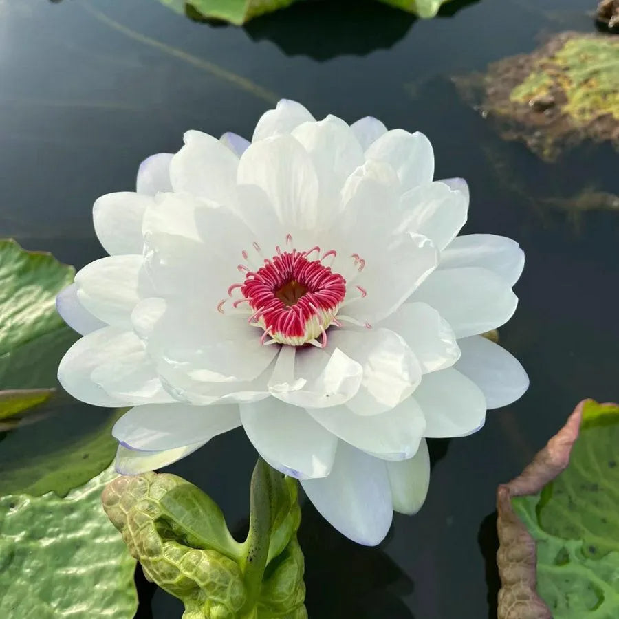 A Sagrada Flor de Lótus 💐+ [BRINDE ESPECIAL]