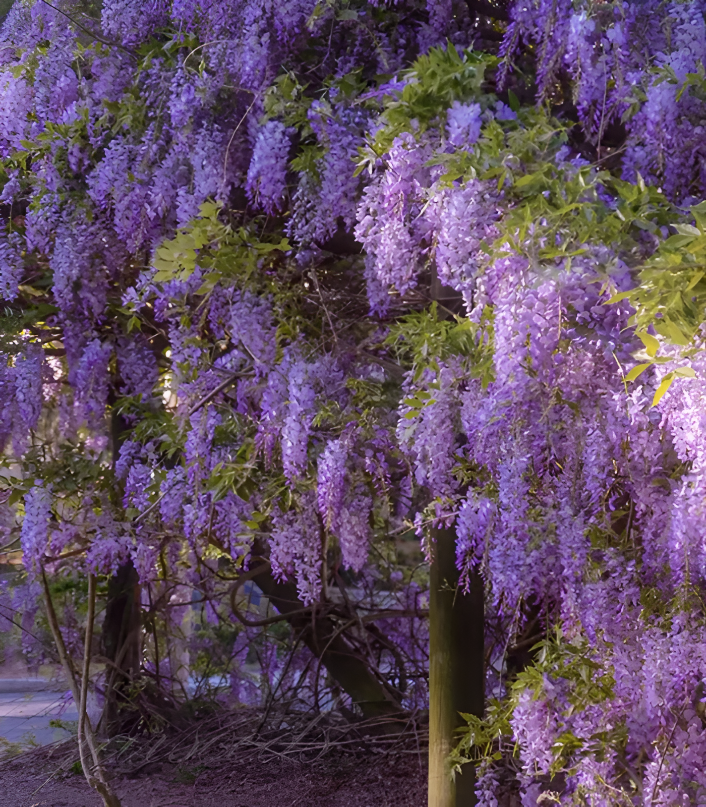 🌸Wisteria - A beleza em cascata do jardim o ano todo