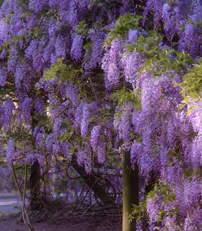 Sementes de Glicínia Wisteria – Trepadeira Ornamental