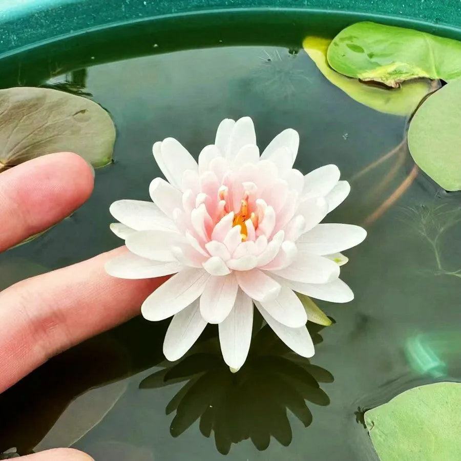 A Sagrada Flor de Lótus 💐+ [BRINDE ESPECIAL]
