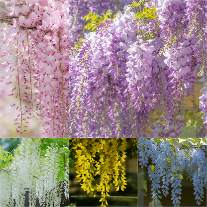 Sementes de Glicínia Wisteria – Trepadeira Ornamental